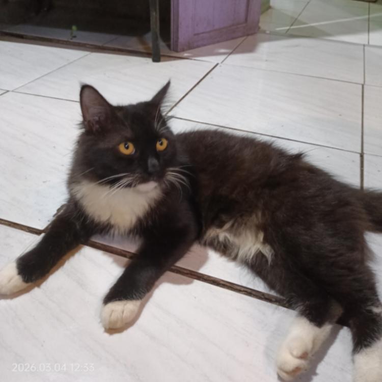 Kucing Black Zemo